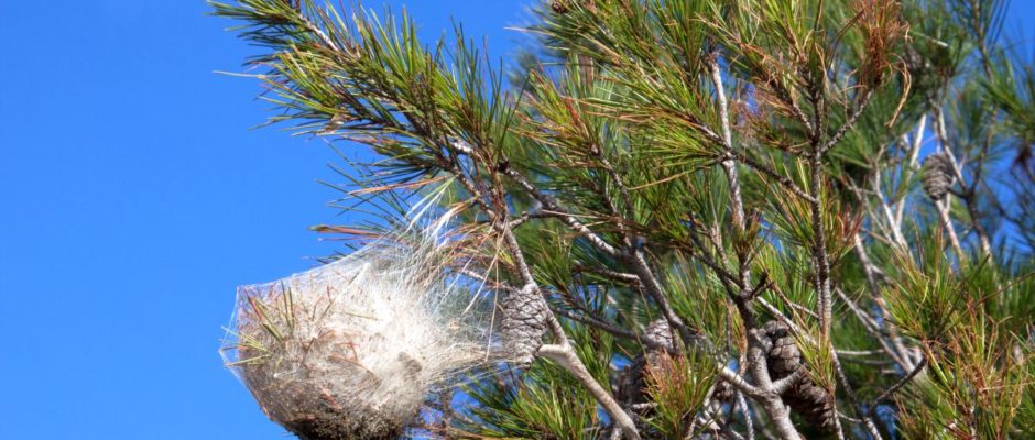 Intervention sur un nid de chenilles processionnaires