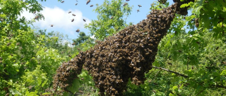 Essaim d’abeilles posé sur une branche