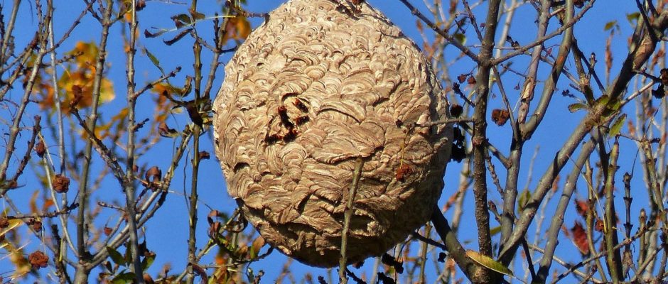Nid de frelons dans un arbre